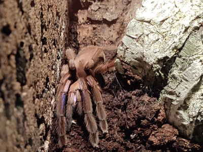 Chilobrachys sp electric blue - De Zonnegloed - Dierenpark - Dieren opvangcentrum - Sanctuary